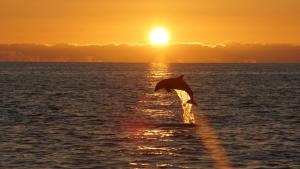 a dolphin jumping out of the water at sunset at 6B Waterfront Game Room Pool Hot Tub Dock in Palm Harbor