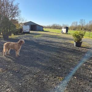 Chambre d'hôtes Les Loges kisállat-vendégei