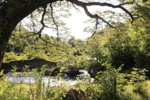 ein Blick auf einen Fluss durch einen Baum in der Unterkunft 10 hectáreas de montaña con cabaña, senderos, saltos de agua y más in Curacautín
