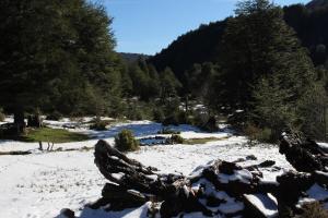 ein schneebedecktes Feld mit Bäumen und einem Berg in der Unterkunft 10 hectáreas de montaña con cabaña, senderos, saltos de agua y más in Curacautín