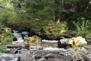 ein Wasserlauf mit Felsen und Bäumen in der Unterkunft 10 hectáreas de montaña con cabaña, senderos, saltos de agua y más in Curacautín