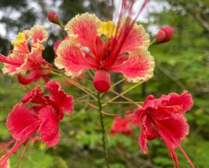 a group of red and yellow flowers at Jodokus Inn in Montezuma
