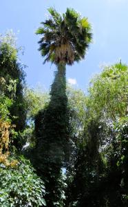 Κήπος έξω από το Garden Wing