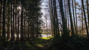 Nor67 Estate في وستر: طريق من خلال غابة فيها اشجار وجسم ماء