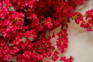 Vườn quanh Maria Suites 2