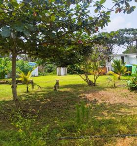 un cane seduto sull'erba sotto un albero di Villa 1200m2 de jardin "100m plage" a Kribi Altre 20 foto