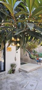a building with a large tree with green leaves at Casa Amarilla Tecámac in Santa Cruz Tecamac +20 photos