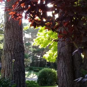 two trees standing next to each other in a garden at okin 11 flores in Costa del Este