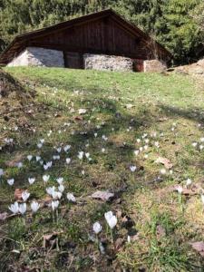 a field of flowers in the grass with a bridge at Katharina Von Allmen in Wengen +14 photos
