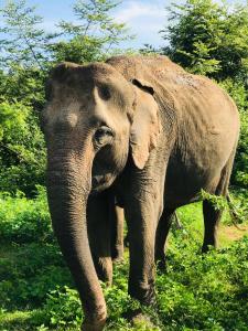 Άλλα ζώα σε αυτό το ξενοδοχείο ή στη γύρω περιοχή
