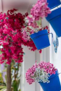 Un jardín fuera de Santorini Maafushi Maldives