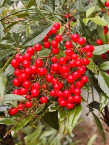 a bunch of red berries on a tree at IGLS Resort Villas at Innsbruck in Helen