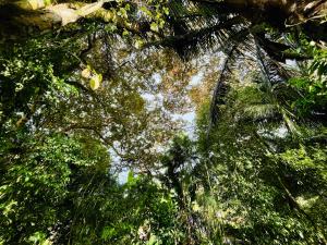Una vista del cielo a través de un bosque de árboles. en Guest House Pura Vida, en Quepos