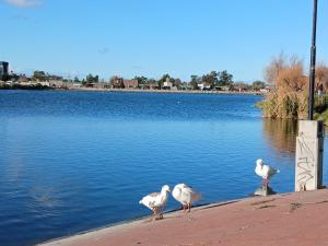 特雷利乌Espacios únicos en una amplia casa a metros de una laguna natural的站在水边的三只鸟