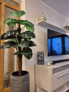 a plant in a pot in front of a tv at Uni- und Citynahe Souterrain-Wohnung am Waldpark in Wuppertal +19 photos