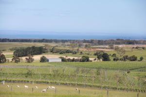 a herd of sheep grazing in a field at Bellarine Villas in Drysdale