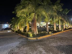 Κήπος έξω από το Comfort Guest