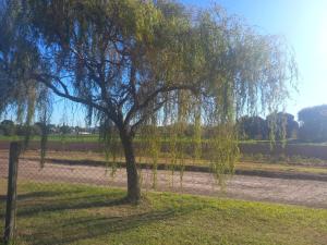 a tree on the side of a dirt road at Descanso LA MARTA in Pueblo Esther