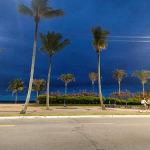 Cantinho à beira mar في برايا جراندي: مجموعة من أشجار النخيل في شارع يطل على المحيط
