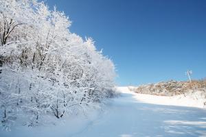 HoengseongWellihilli Park Resort的一条雪地道路上满是雪覆盖的树木