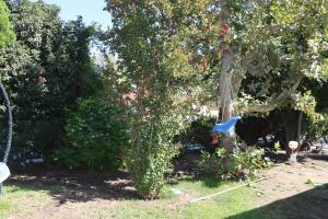 里弗赛德Private Room with Laundry and Pool access的花园里有一棵开满鲜花的树，还有一面蓝旗。