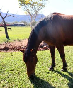 a brown horse grazing in a field of grass at Chalé em Frente ao Terroir Pantanal in Aquidauana