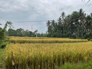 PenebelEdwin's Stay的相册照片