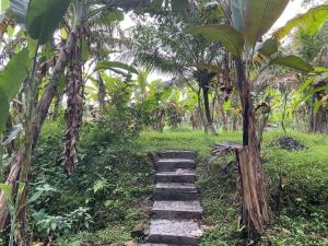 un camino en medio de una plantación de plátanos en Edwin's Stay, en Penebel 24 fotos más