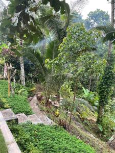 un jardín con palmeras y un sendero en Edwin's Stay, en Penebel