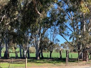 MintaroTickles Cottage in a beautiful Rural Setting的一群树木在有田野的公园里