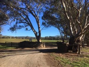 a dirt road with trees on the side of a field at Peppertree Cottage in a beautiful Rural Setting in Mintaro