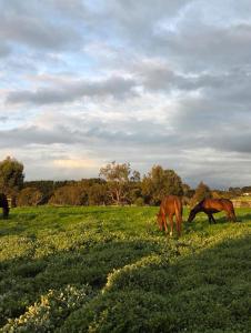 Animale la sau în apropiere de acest apartament +1 fotografie