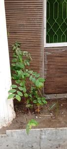 a green plant in front of a building at AL Imran VILLA in Lahore