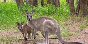 Ein paar Kängurus stehen in einem Wald in der Unterkunft Jerrinja - Absolute waterfront with jetty - 5 mins to Hyams Beach in Erowal Bay