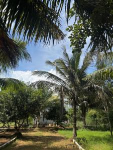 a palm tree in the middle of a field at Wooden cottage in Kanchipuram