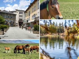 um grupo de quatro fotos de cavalos em pé na grama em Cabaña Le Sapin em Osséja