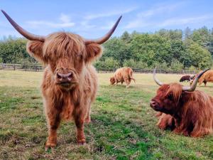 Άλλα ζώα σε αυτή η παραθεριστική κατοικία ή στη γύρω περιοχή +2 φωτογραφίες