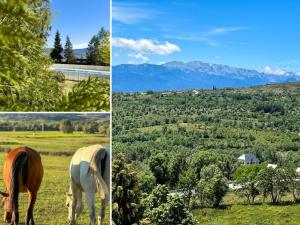 duas fotos de um cavalo pastando em um campo em El Refugio de Enveitg em Enveitg