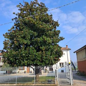 un naranjo delante de una valla blanca en B&B La Magnolia, en Arena Po 9 fotos más