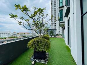 丹绒道光High floor Seaview 2BR Jazz Suite Bathtub &Sauna的建筑物阳台上的一棵小树 更多19张照片