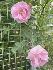 a couple of pink roses on a fence at Rosenli Gård in Tønsberg