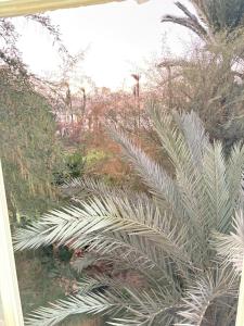 Κήπος έξω από το Mayor Nubian guest house