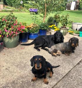 Zwei Hunde lagen neben einigen Pflanzen auf dem Boden. in der Unterkunft Home Thyme Holding in Upwell