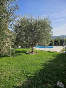 Il Casale del Conte في Fratta Todina: شجرة في العشب بجانب مسبح +43 صورة