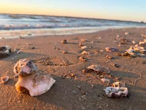 a shell on the sand on a beach at Casa Palacio Caballeros in Sanlúcar de Barrameda