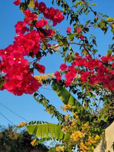 a bunch of flowers hanging from a tree at Luxury Posada inn in Los Amates +1 photo