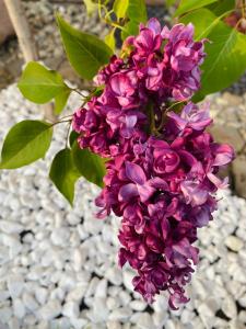 Un ramo de flores moradas sobre un montón de rocas. en W Borze, en Czarna Góra