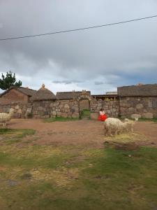 Eine Person sitzt vor einem Steingebäude mit Schafen in der Unterkunft san andres, titikaka in Puno