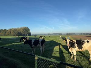Un rebaño de vacas en un campo detrás de una valla en B&B Sint Andries, en Koewacht