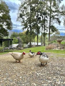 Coral Fern Farm Stay في Mongans Bridge: مجموعة من الطيور تقف على طريق حصوي